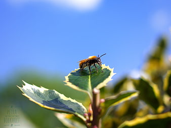 Close-up of a fuzzy bee on a variegated holly leaf against blue sky