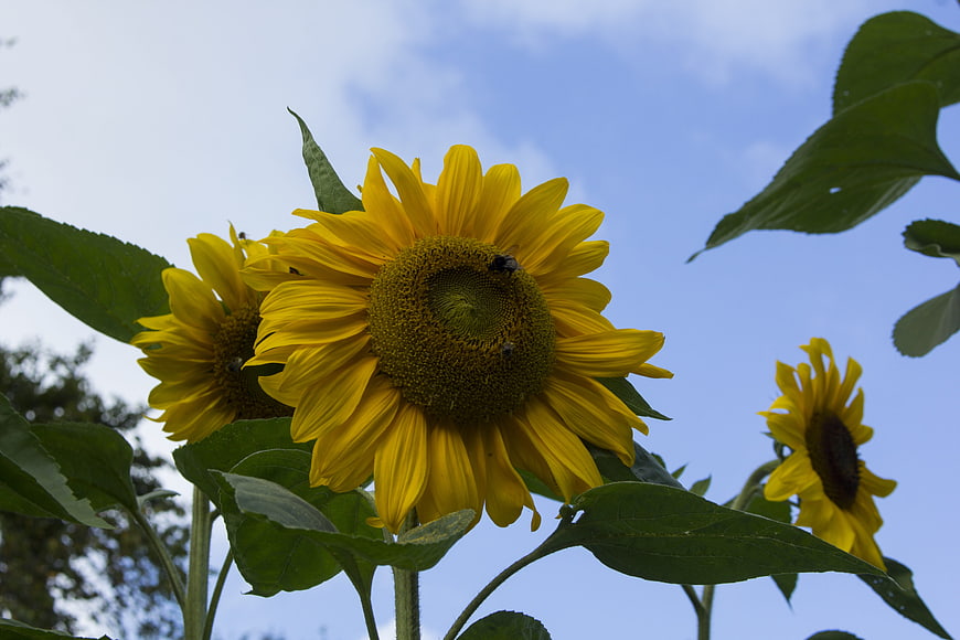Vibrant Sunflowers Blooming Against Blue Sky