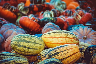 Colorful Autumn Harvest Pumpkins And Winter Squash Pile