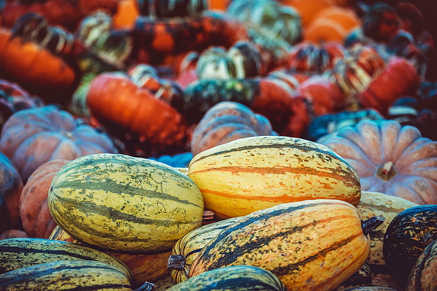 Colorful Autumn Harvest Pumpkins And Winter Squash Pile