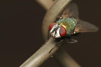 Macro Close-Up of Green Bottle Fly on Wire
