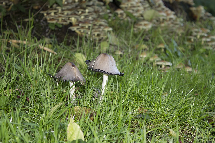 Ink Cap Mushrooms Growing in Green Grass