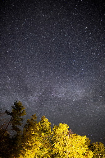 Starry Night Sky Over Illuminated Forest Trees