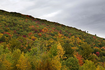 Autumn forest hillside with colorful foliage under cloudy sky