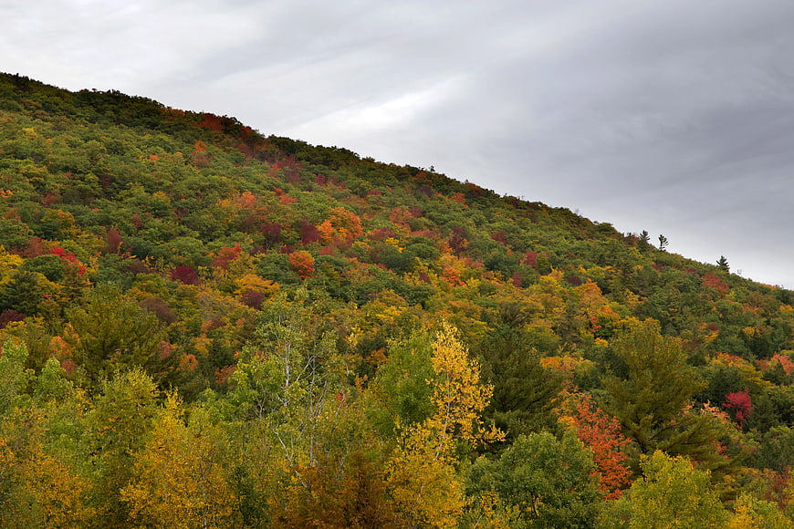Autumn forest hillside with colorful foliage under cloudy sky