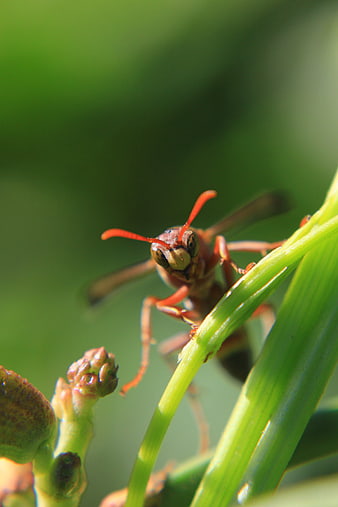 Close-up of a Red Paper Wasp on a Green Plant Stem
