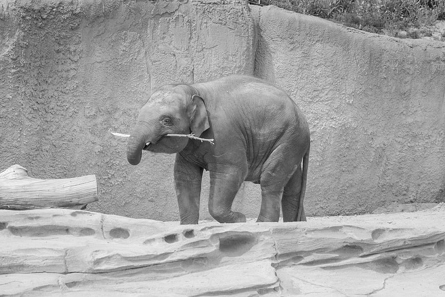 Young Elephant Playing with Stick in Zoo Enclosure