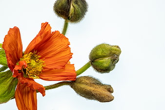 Orange Poppy Flower and Buds on White Background