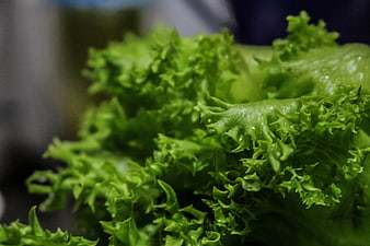 Close-up of fresh green frilly lettuce leaves