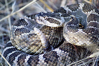 Close-up of a coiled rattlesnake with rattle in dry grass