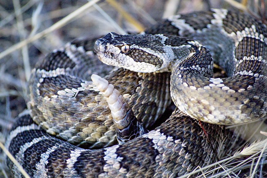 Close-up of a coiled rattlesnake with rattle in dry grass