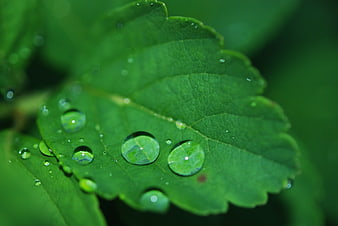 Macro photography of water droplets on a green leaf