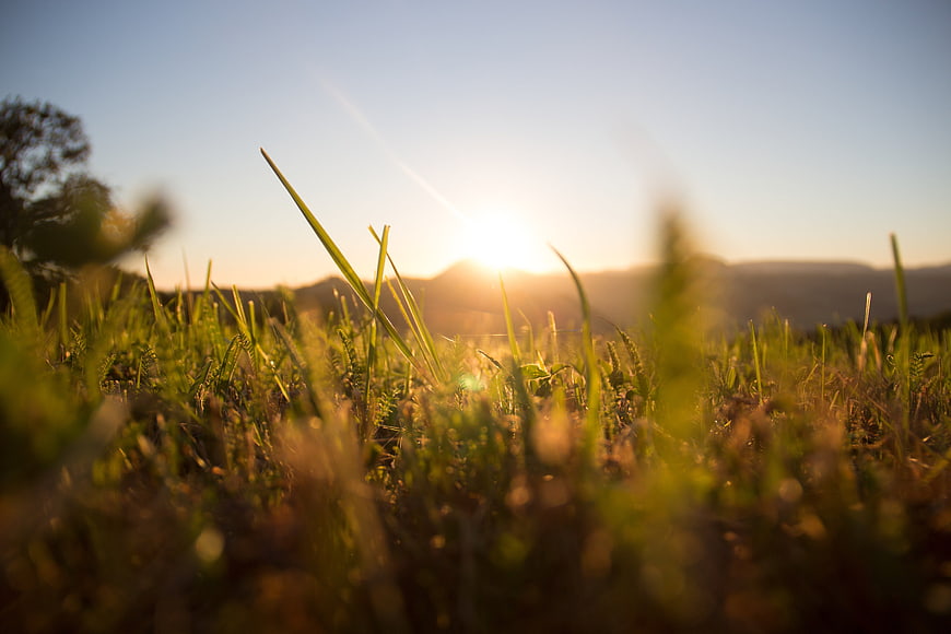 Grass Blades Silhouetted Against Sunrise in a Mountain Meadow