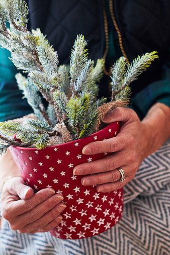 Hands holding red star-patterned pot with frosted pine branches