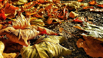 Close-up of golden and brown autumn maple leaves on gravel