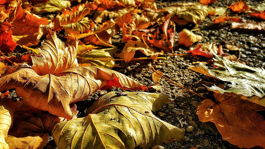 Close-up of golden and brown autumn maple leaves on gravel