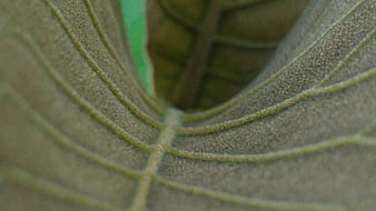 Macro Texture of Greyish Green Leaf Veins