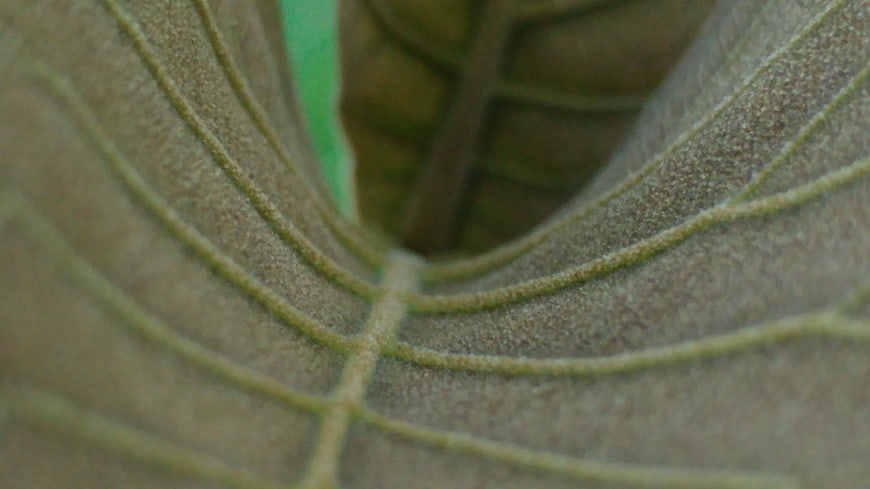 Macro Texture of Greyish Green Leaf Veins