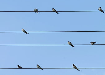 Swallows perched on power lines against blue sky