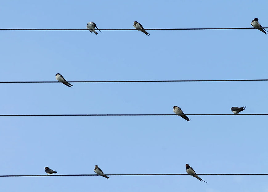 Swallows perched on power lines against blue sky
