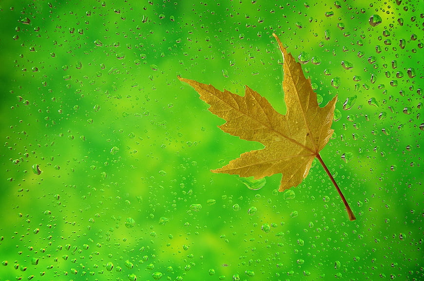 Yellow maple leaf on rain-splattered window with green background