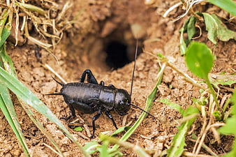 Black Field Cricket Near Burrow In Natural Soil Environment