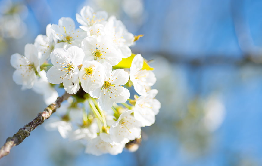 White cherry blossoms on a branch against a blue sky