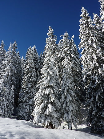 Snow-covered fir trees in a winter forest under a clear blue sky