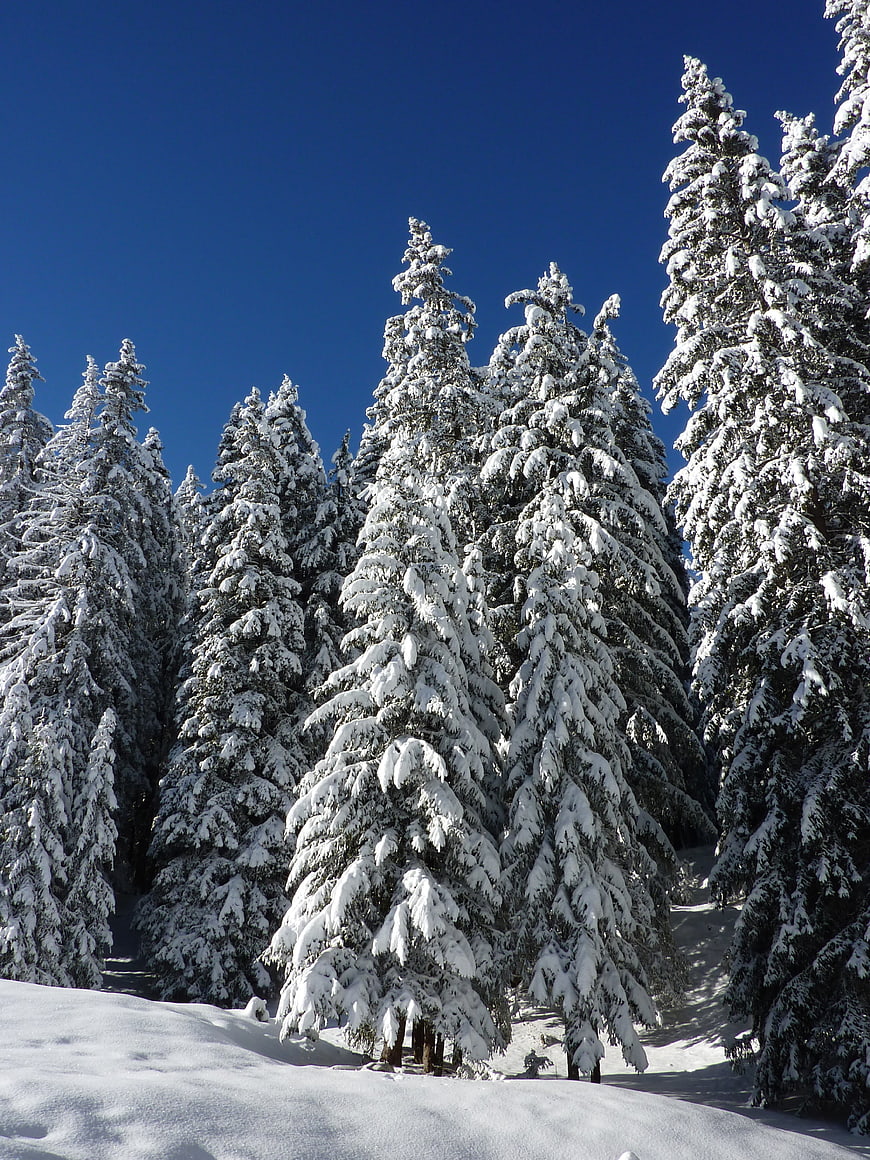 Snow-covered fir trees in a winter forest under a clear blue sky