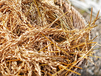 Close-up of dried paddy rice stalks in a woven basket