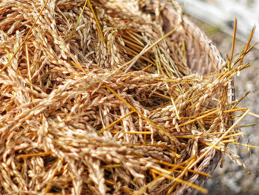 Close-up of dried paddy rice stalks in a woven basket