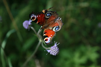 Peacock Butterfly on Purple Wildflower Close Up