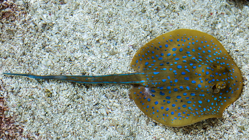 Bluespotted Ribbontail Ray on Sandy Ocean Floor