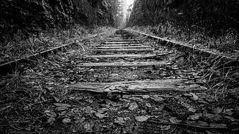 Abandoned railway tracks in a dark forest