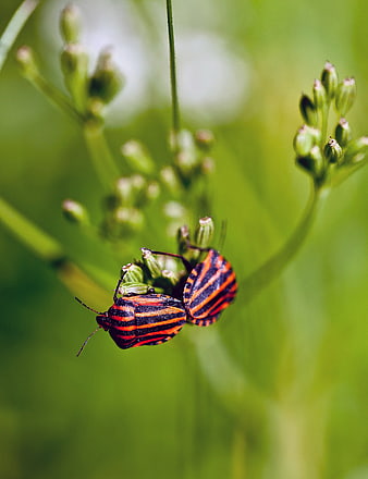 Macro of Two Striped Bugs on Green Plant