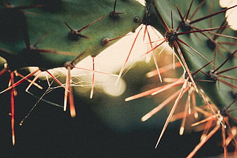 Close-up of Prickly Pear Cactus Spines Backlit by Sunlight