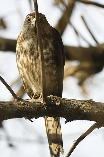 Shikra bird perched on tree branch in winter