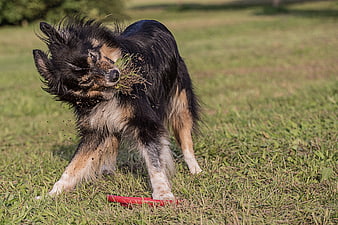 Shaggy dog shaking grass and dirt off in a sunny field
