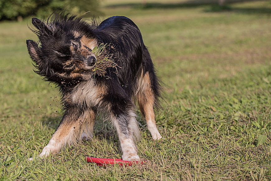 Shaggy dog shaking grass and dirt off in a sunny field