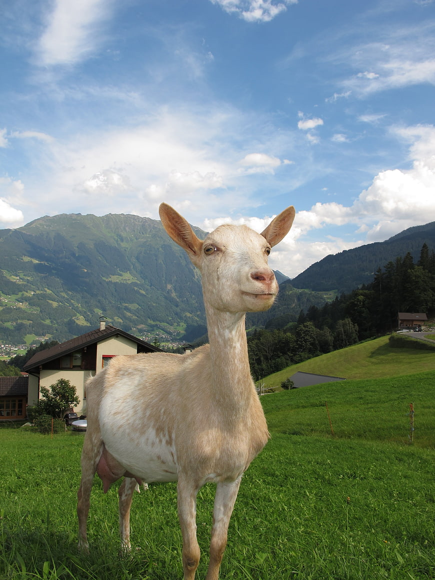 White Goat Standing In Green Alpine Meadow With Mountain Background