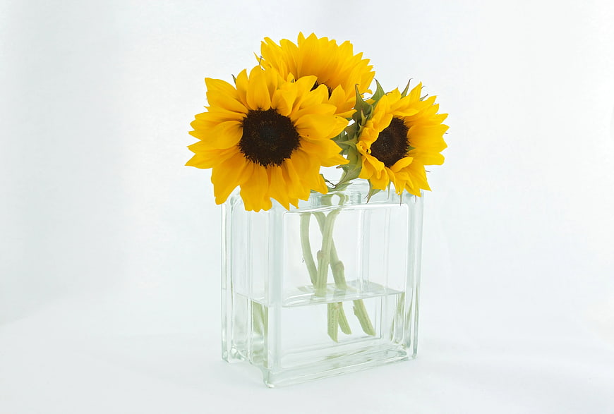 Bright Sunflowers in Square Glass Vase on White Background