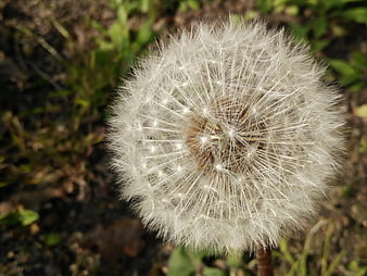Close-up of a white dandelion seed head in nature