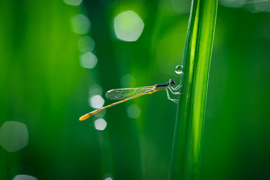 Damselfly on Green Grass Blade with Water Droplet