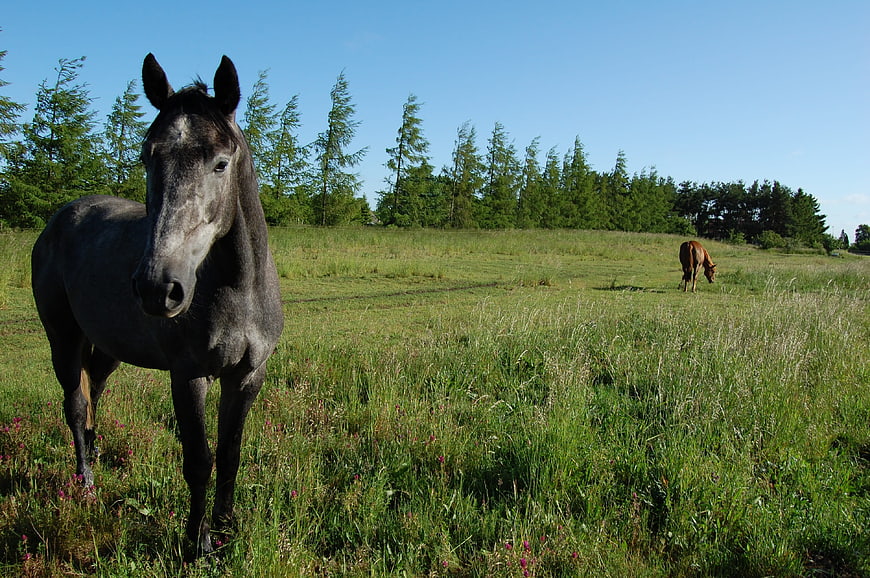 Grey Horse Standing in Green Meadow with Forest Background