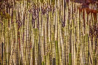 Dense Cluster of Columnar Cacti in Arid Landscape