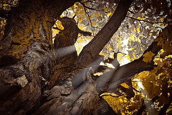 Low angle view of mossy tree trunk with autumn leaves and sun rays