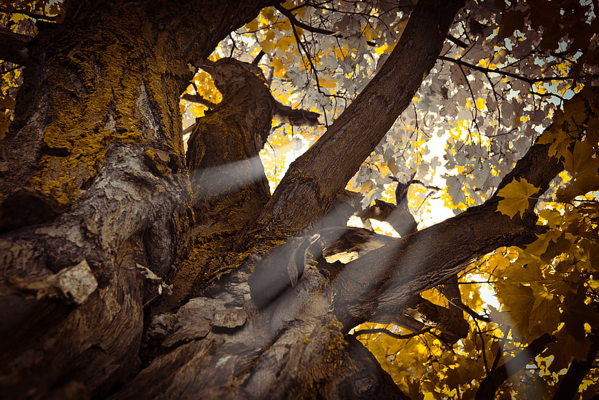 Low angle view of mossy tree trunk with autumn leaves and sun rays