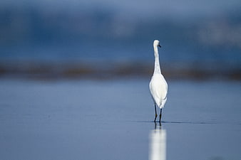 White Egret Standing in Shallow Blue Water
