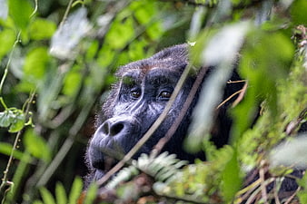 Close-up of a wild gorilla face in dense jungle foliage