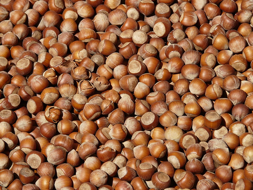 Close-up texture of roasted hazelnuts in shell